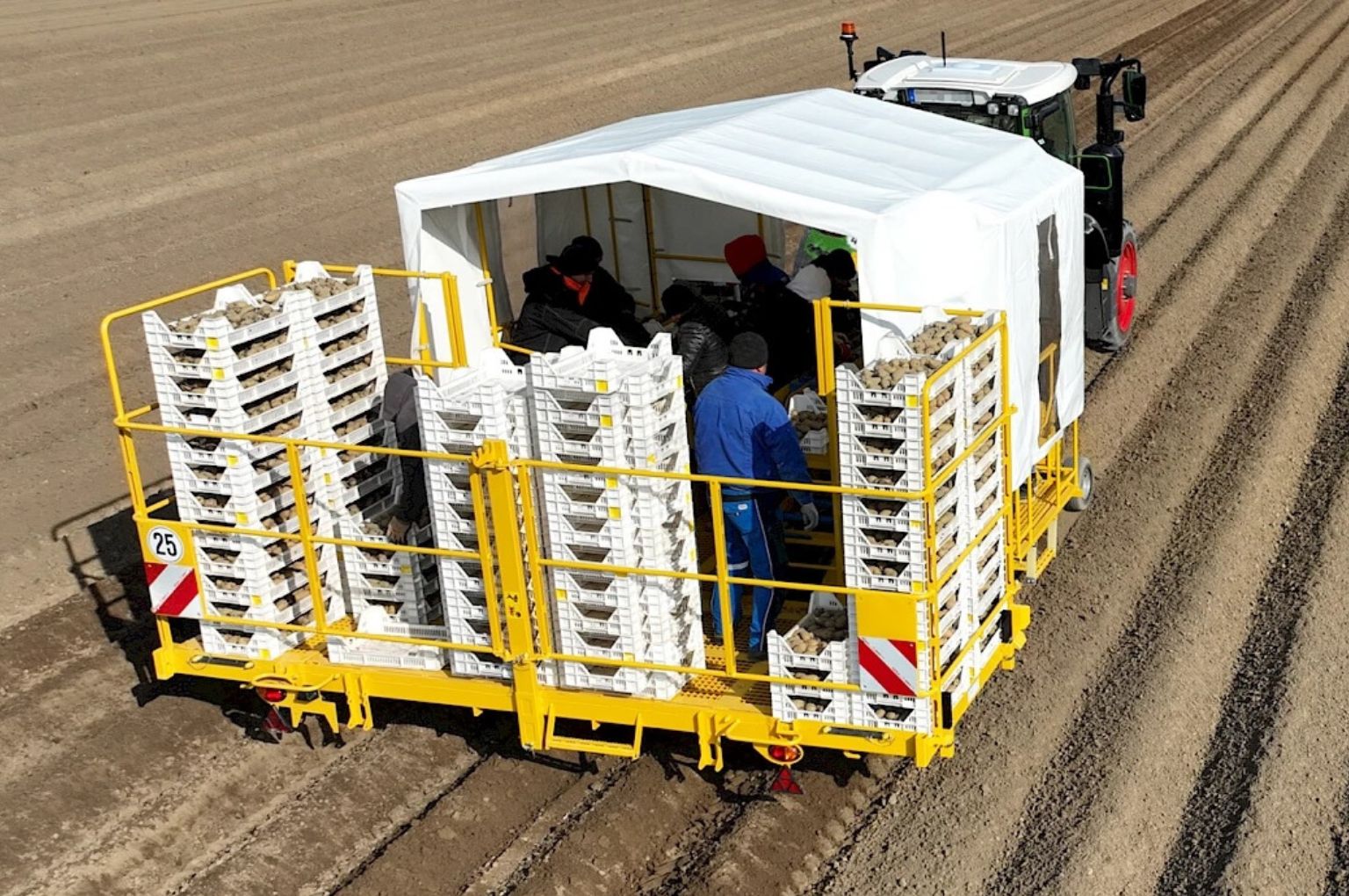 Gecko plants presprouted potatoes