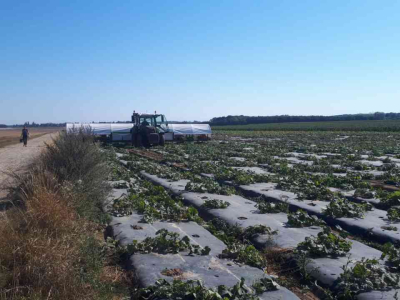 Other harvesters and accessories Doornbos Oogstmachine