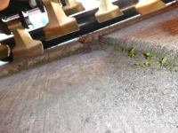 Mower Knegt Klepelmaaier 220  ACTIE