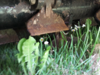 Flail mower Boxer Klepelmaaier