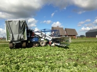 Lettuce harvester Van Der Sluis Oogst rupsmachine / Sla oogstmachine