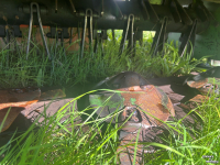 Mower Krone easycut 32 CV