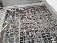 Sorting machine Schouten Schouten trio sorteerder