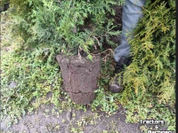 Other tree cultivation equipment and accessories  snoeimachine steekmachine buxusknipper rondsteekmachine