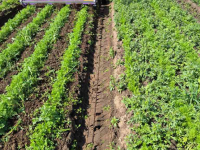 Inter-row cultivator  Feldklasse Ruckaby