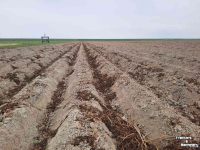 Haulm Topper  MSR Crown Crusher loofdoder