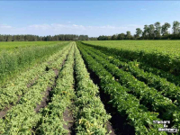 Haulm Topper  MSR Crown Crusher loofdoder