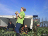Cabbage harvester Riecam SPH 150 kool- of pompoenoogstmachine