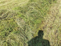 Rake Talex Bocian/ zwadkeerder/ trommelschudder 2.75