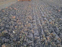 Deep subsoiler Alpego Alpego Craker K-Force 300-7 Franter H22