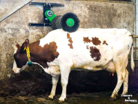 Cow Brushes  Comfy CosyCow koeborstel