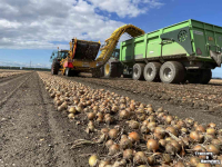 Onion harvester Samon SU2LS - Uienlader