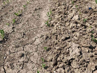 Other tillage machinery and accessories Agronomic Korstenbreker