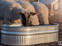 Water trough Solar Energy Suevia Stocktank