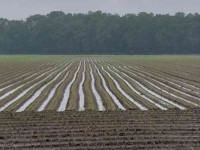 Seed drill Monosem Ruggen zaaimachine